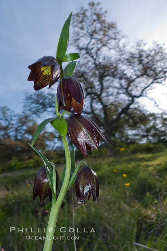 Chocolate lily growing among grasses on oak-covered hillsides.  The chocolate lily is a herbaceous perennial monocot that is increasingly difficult to find in the wild due to habitat loss.  The flower is a striking brown color akin to the color of chocolate. Santa Rosa Plateau Ecological Reserve, Murrieta, California, USA, Fritillaria biflora, natural history stock photograph, photo id 24378