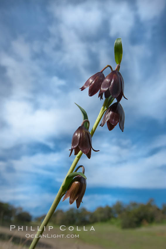 Chocolate lily growing among grasses on oak-covered hillsides.  The chocolate lily is a herbaceous perennial monocot that is increasingly difficult to find in the wild due to habitat loss.  The flower is a striking brown color akin to the color of chocolate. Santa Rosa Plateau Ecological Reserve, Murrieta, California, USA, Fritillaria biflora, natural history stock photograph, photo id 24372