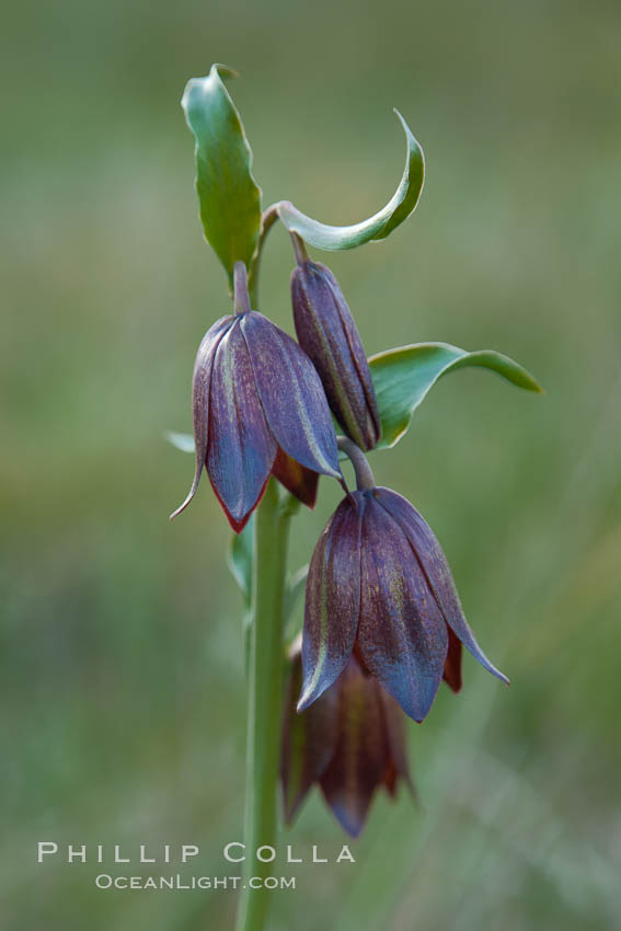 Chocolate lily growing among grasses on oak-covered hillsides.  The chocolate lily is a herbaceous perennial monocot that is increasingly difficult to find in the wild due to habitat loss.  The flower is a striking brown color akin to the color of chocolate. Santa Rosa Plateau Ecological Reserve, Murrieta, California, USA, Fritillaria biflora, natural history stock photograph, photo id 24367