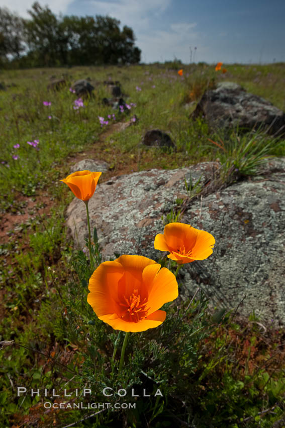 California poppies grow on Santa Rosa Plateau in spring. Santa Rosa Plateau Ecological Reserve, Murrieta, USA, Eschscholtzia californica, Eschscholzia californica, natural history stock photograph, photo id 24371