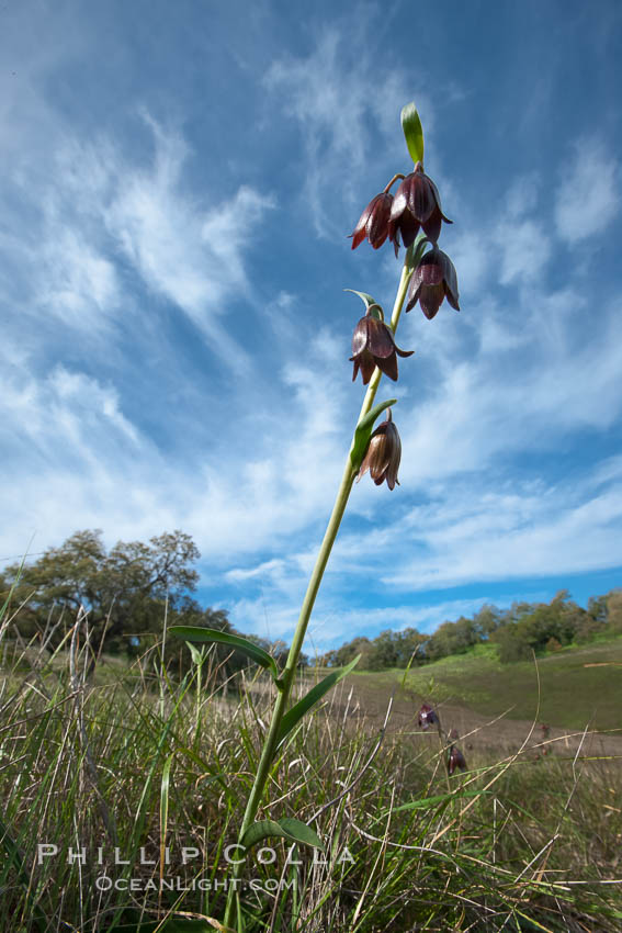 Chocolate lily growing among grasses on oak-covered hillsides.  The chocolate lily is a herbaceous perennial monocot that is increasingly difficult to find in the wild due to habitat loss.  The flower is a striking brown color akin to the color of chocolate. Santa Rosa Plateau Ecological Reserve, Murrieta, California, USA, Fritillaria biflora, natural history stock photograph, photo id 24377