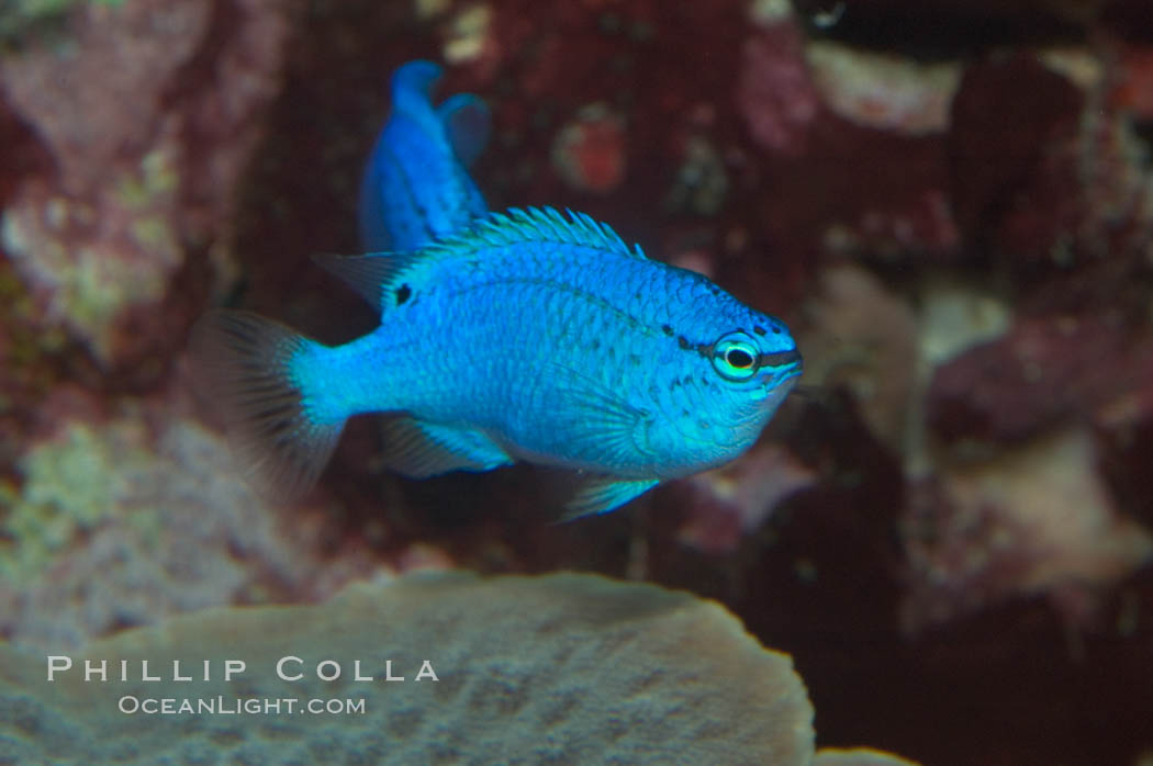 Sapphire devil (blue damselfish), female/juvenile coloration., Chrysiptera cyanea, natural history stock photograph, photo id 07917