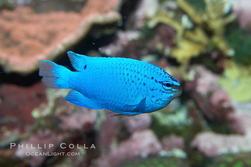 Sapphire devil (blue damselfish), female/juvenile coloration., Chrysiptera cyanea, natural history stock photograph, photo id 11833