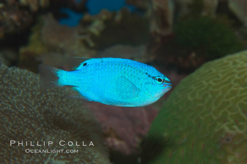 Sapphire devil (blue damselfish), female/juvenile coloration., Chrysiptera cyanea, natural history stock photograph, photo id 07919