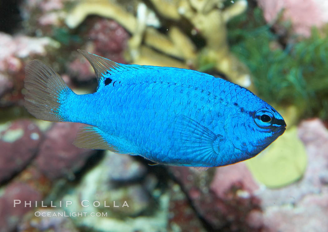 Sapphire devil (blue damselfish), female/juvenile coloration., Chrysiptera cyanea, natural history stock photograph, photo id 11835