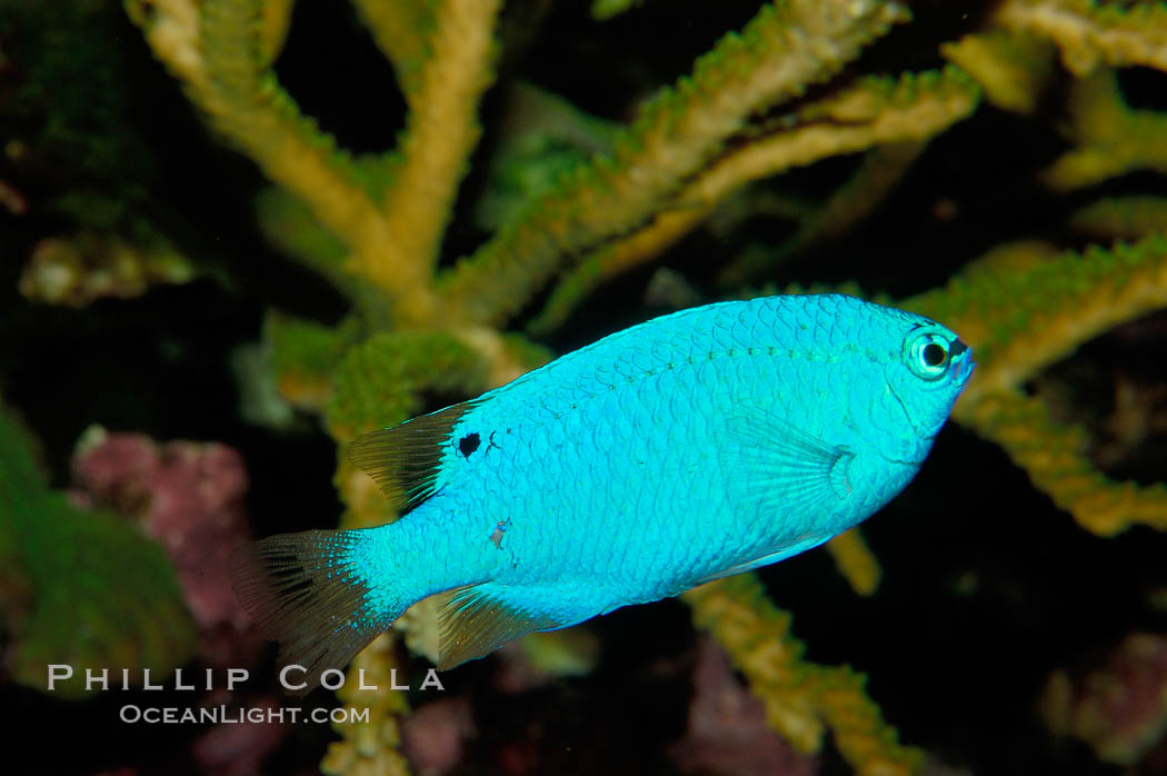 Sapphire devil (blue damselfish), female/juvenile coloration., Chrysiptera cyanea, natural history stock photograph, photo id 09457