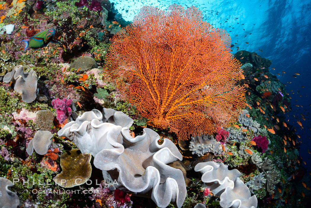 Sarcophyton leather coral and sea fan gorgonian on pristine coral reef, Fiji., Gorgonacea, Plexauridae, Sarcophyton, natural history stock photograph, photo id 31446