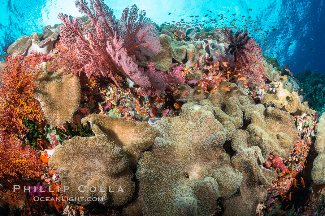 Sarcophyton leather coral and sea fan gorgonian on pristine coral reef, Fiji. Vatu I Ra Passage, Bligh Waters, Viti Levu  Island, Gorgonacea, Sarcophyton, natural history stock photograph, photo id 31630