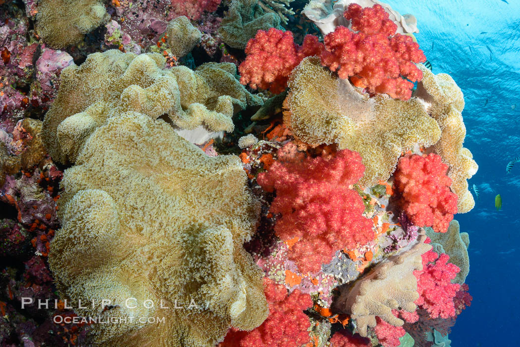 Sarcophyton leather coral and sea fan gorgonian on pristine coral reef, Fiji., Gorgonacea, Sarcophyton, natural history stock photograph, photo id 31849