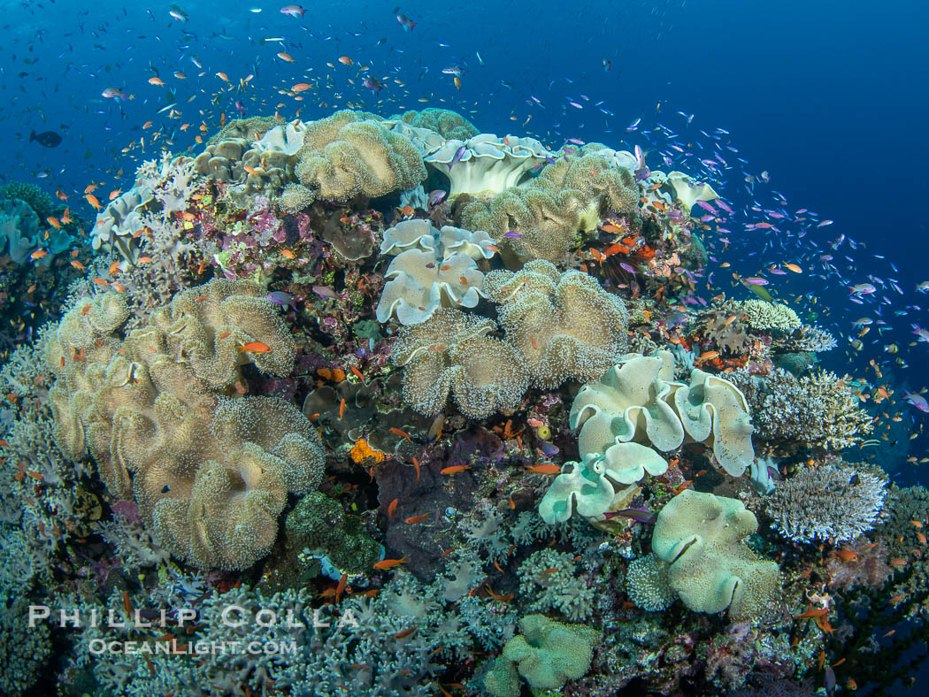 Sarcophyton leather coral on coral reef, Fiji., Sarcophyton, natural history stock photograph, photo id 41142