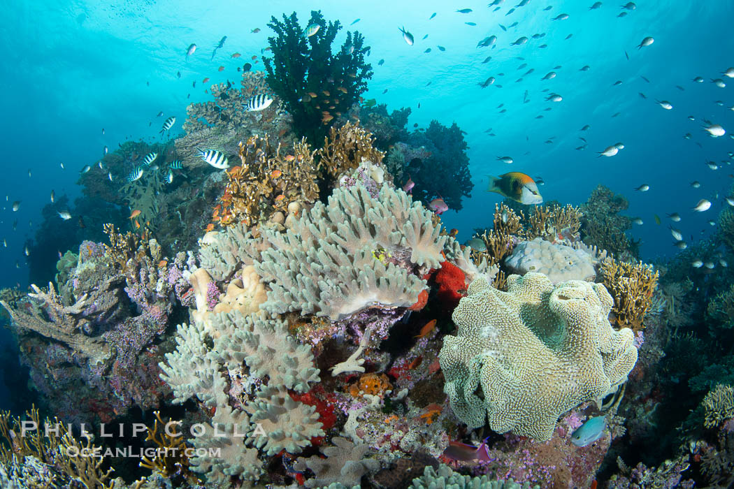 Sarcophyton leather coral on coral reef, Fiji. Vatu I Ra Passage, Bligh Waters, Viti Levu Island, Sarcophyton, natural history stock photograph, photo id 41166