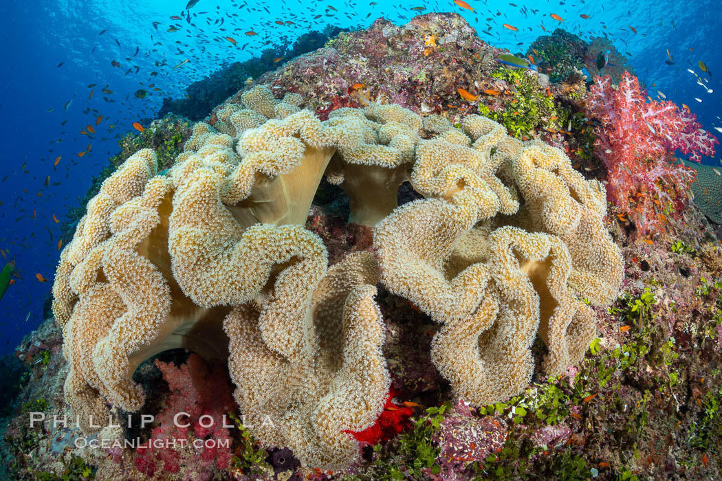 Sarcophyton leather coral on coral reef, Fiji, Sarcophyton, Gau Island, Lomaiviti Archipelago