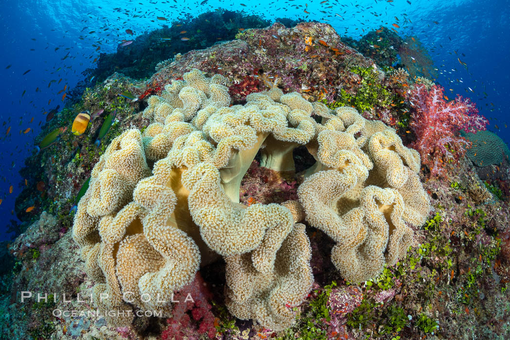 Sarcophyton leather coral on coral reef, Fiji. Gau Island, Lomaiviti Archipelago, Sarcophyton, natural history stock photograph, photo id 35012