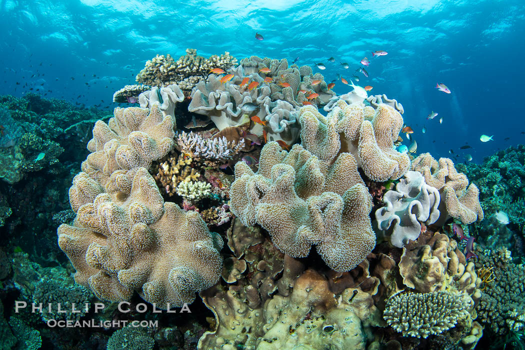 Sarcophyton leather coral on coral reef, Fiji. Vatu I Ra Passage, Bligh Waters, Viti Levu Island, Sarcophyton, natural history stock photograph, photo id 41168