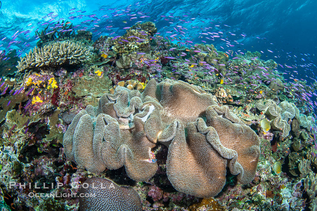 Sarcophyton leather coral on coral reef, Fiji. Namena Marine Reserve, Namena Island, Sarcophyton, natural history stock photograph, photo id 41119