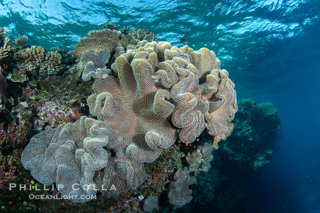 Sarcophyton leather coral on coral reef, Fiji., Sarcophyton, natural history stock photograph, photo id 41135
