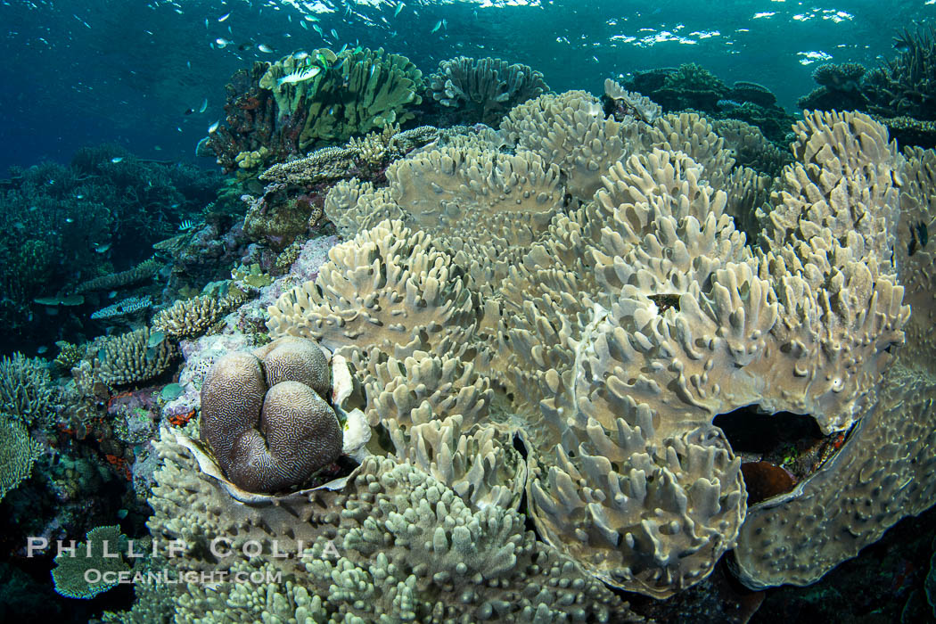 Sarcophyton leather coral on coral reef, Fiji., Sarcophyton, natural history stock photograph, photo id 41155