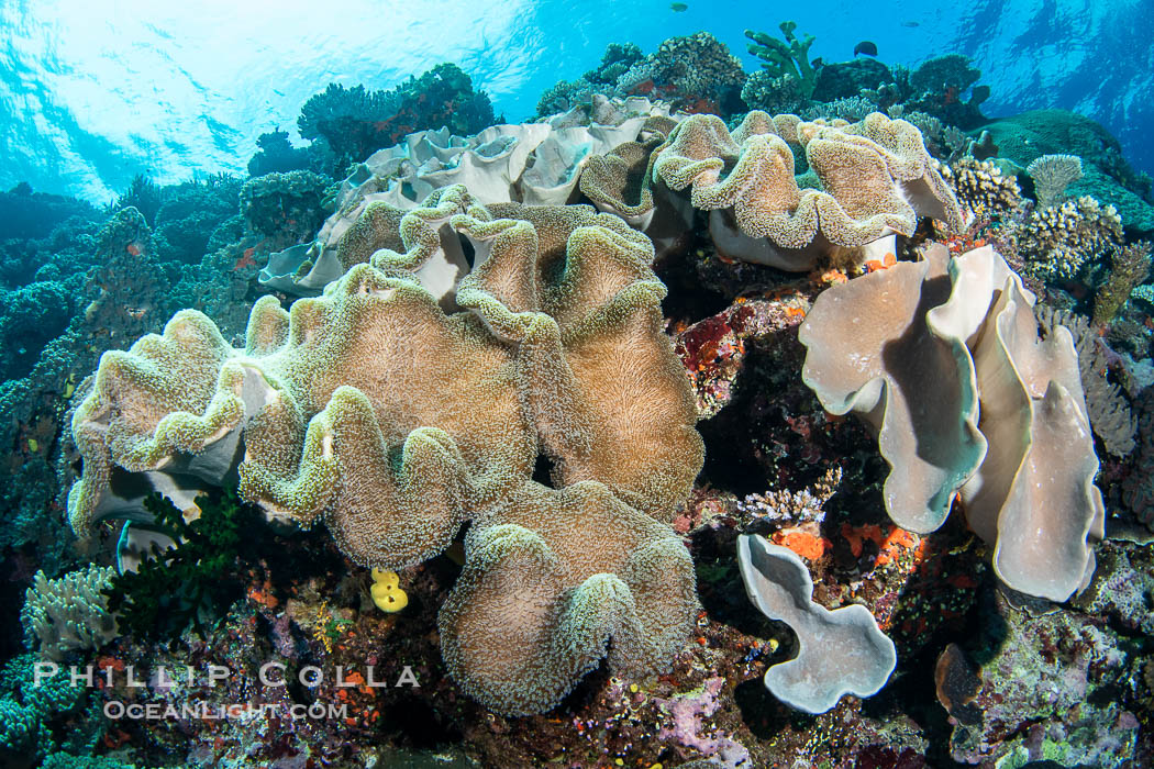 Sarcophyton leather coral on coral reef, Fiji., Sarcophyton, natural history stock photograph, photo id 41149