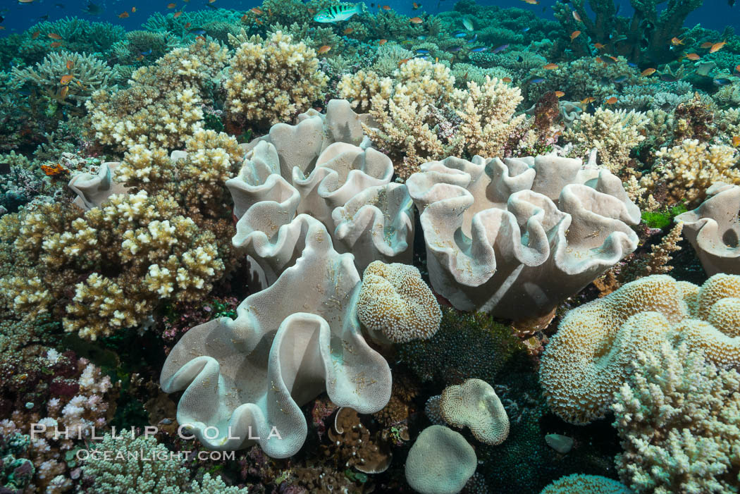 Sarcophyton leather coral on diverse coral reef, Fiji. Wakaya Island, Lomaiviti Archipelago, Sarcophyton, natural history stock photograph, photo id 31750