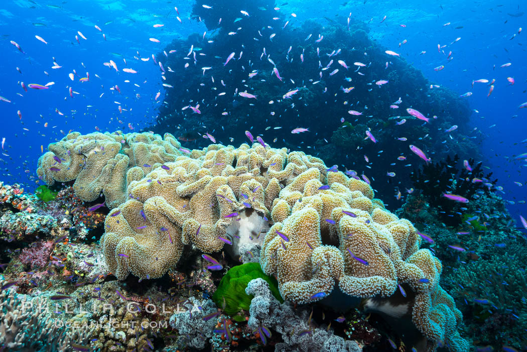Sarcophyton leather coral on diverse coral reef, Fiji. Namena Marine Reserve, Namena Island, Pseudanthias, Sarcophyton, natural history stock photograph, photo id 31592