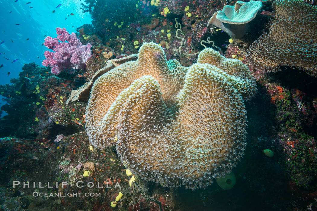 Sarcophyton leather coral on diverse coral reef, Fiji. Namena Marine Reserve, Namena Island, Sarcophyton, natural history stock photograph, photo id 31405