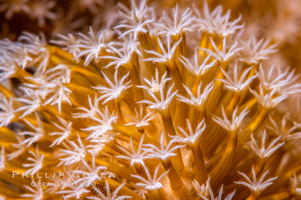 Sarcophyton leather coral polyp detail, close up view, Fiji. Namena Marine Reserve, Namena Island, Sarcophyton, natural history stock photograph, photo id 34730