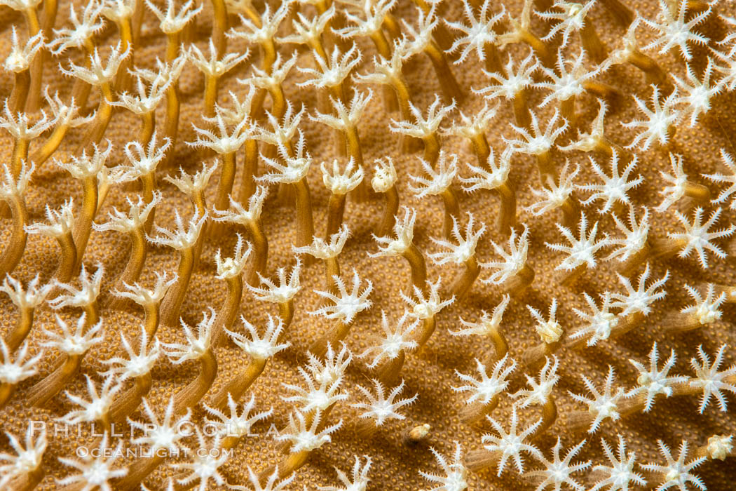 Sarcophyton leather coral polyp detail, close up view, Fiji. Namena Marine Reserve, Namena Island, Sarcophyton, natural history stock photograph, photo id 34818