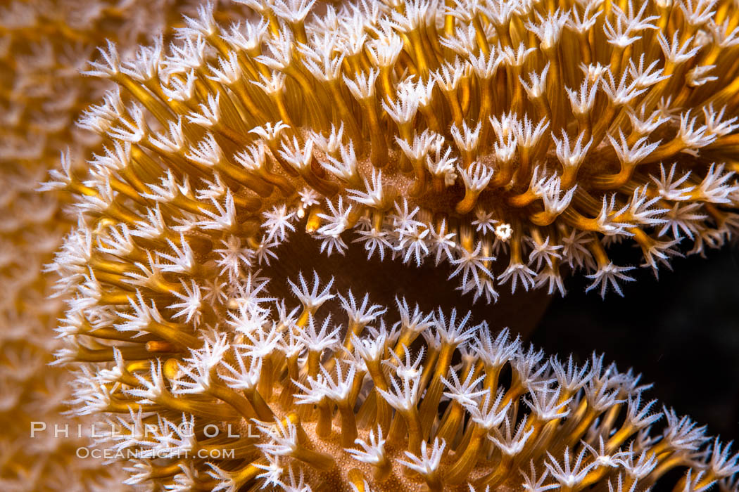 Sarcophyton leather coral polyp detail, close up view, Fiji. Namena Marine Reserve, Namena Island, Sarcophyton, natural history stock photograph, photo id 35006