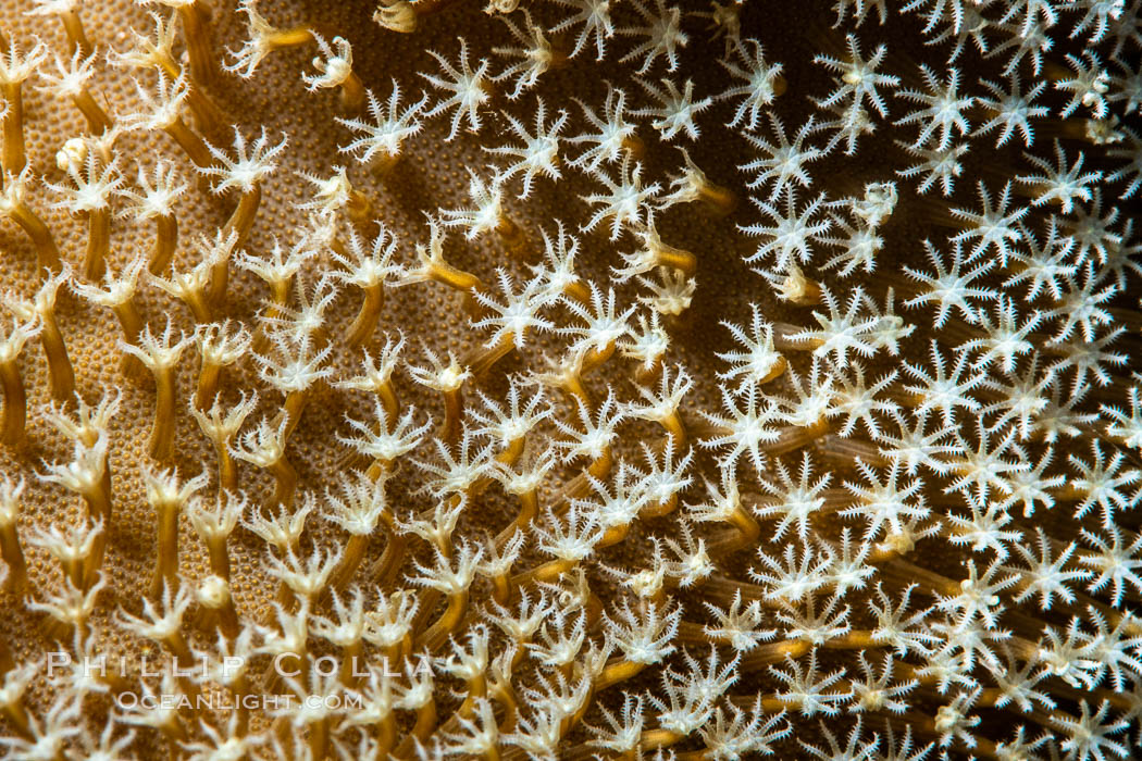 Sarcophyton leather coral polyp detail, close up view, Fiji. Namena Marine Reserve, Namena Island, Sarcophyton, natural history stock photograph, photo id 35007