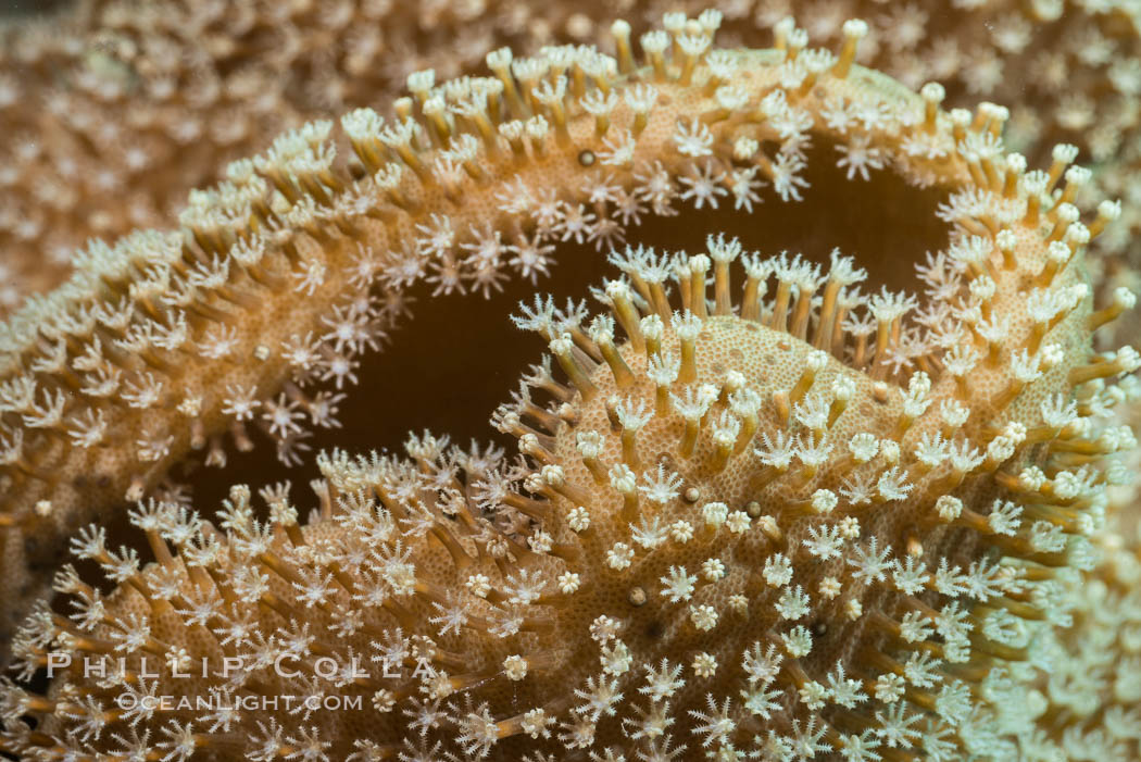 Sarcophyton leather coral showing polyp detail, close up image, Fiji. Makogai Island, Lomaiviti Archipelago, Sarcophyton, natural history stock photograph, photo id 31566