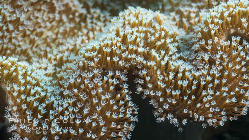 Sarcophyton leather coral showing polyp detail, close up image, Fiji. Makogai Island, Lomaiviti Archipelago, Sarcophyton, natural history stock photograph, photo id 31775