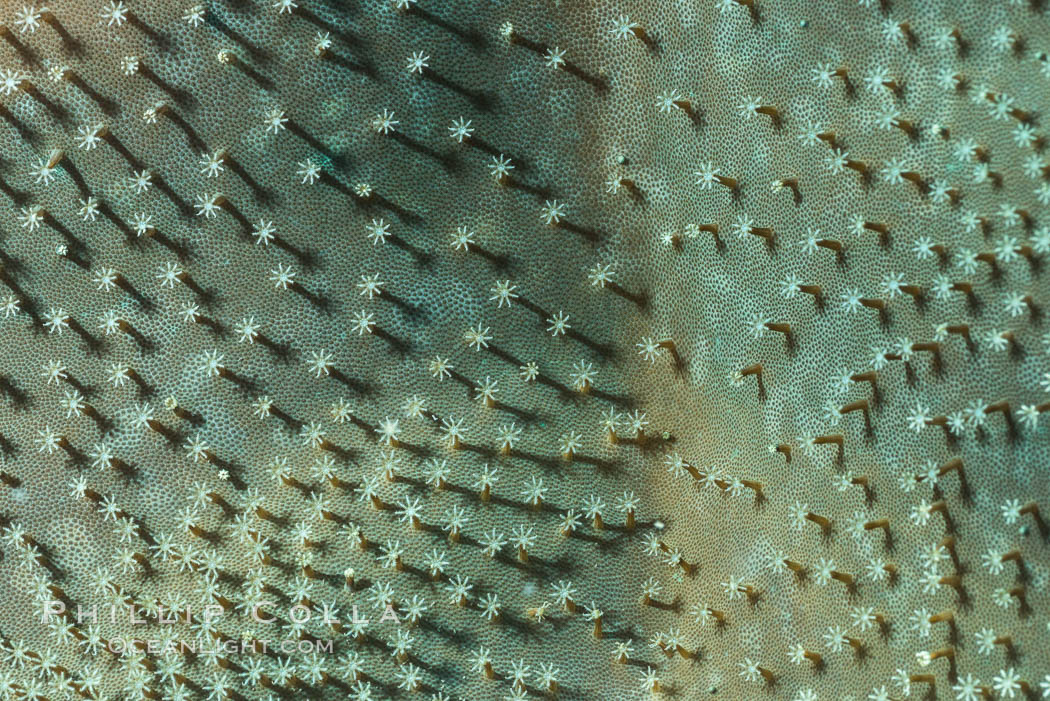 Sarcophyton leather coral showing polyp detail, close up image, Fiji. Makogai Island, Lomaiviti Archipelago, Sarcophyton, natural history stock photograph, photo id 31779