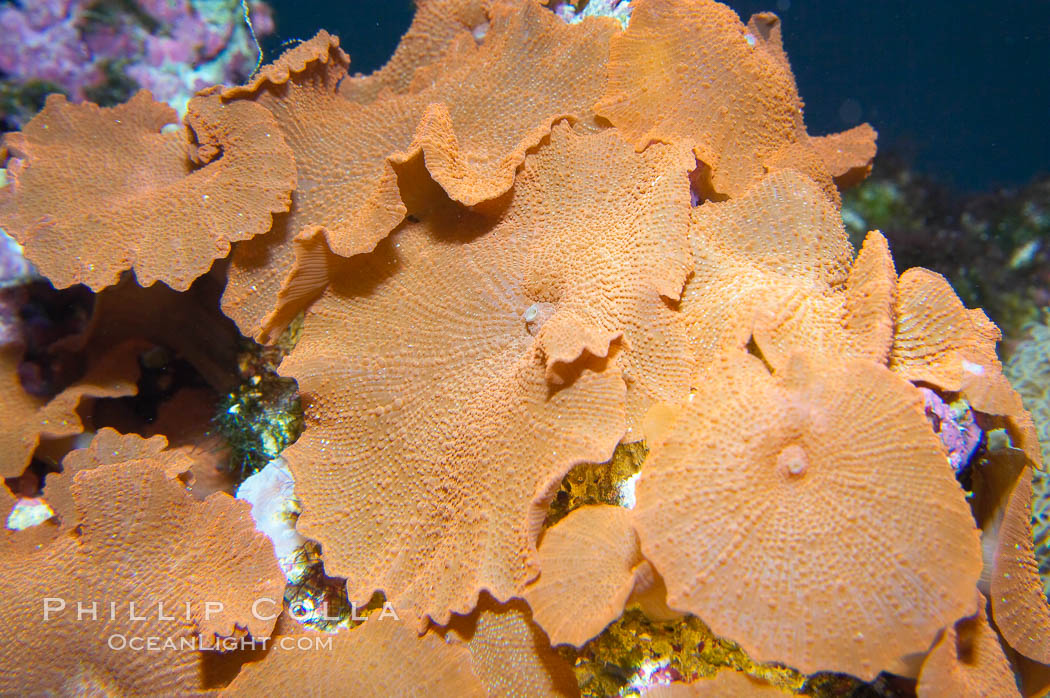 Mushroom leather coral., Sarcophyton, natural history stock photograph, photo id 13719