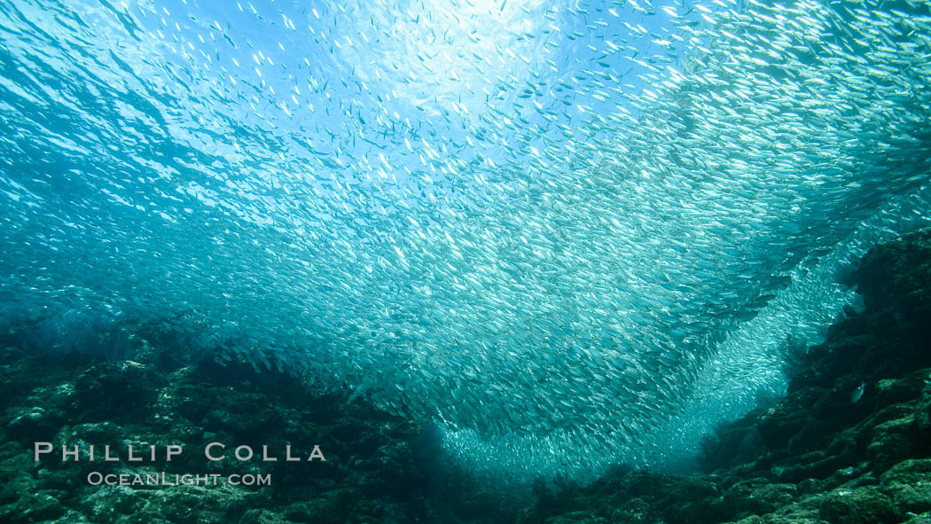 Sardines and Scad, Los Islotes, Sea of Cortez, Mexico. Baja California, natural history stock photograph, photo id 31250