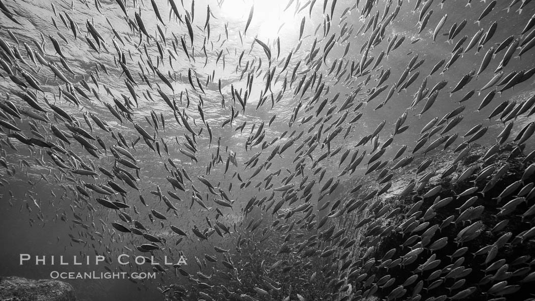 Sardines and Scad, Los Islotes, Sea of Cortez, Mexico. Baja California, natural history stock photograph, photo id 31308