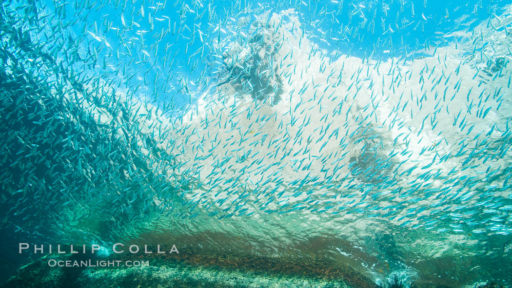 Sardines and Scad, Los Islotes, Sea of Cortez, Mexico. Baja California, natural history stock photograph, photo id 31249
