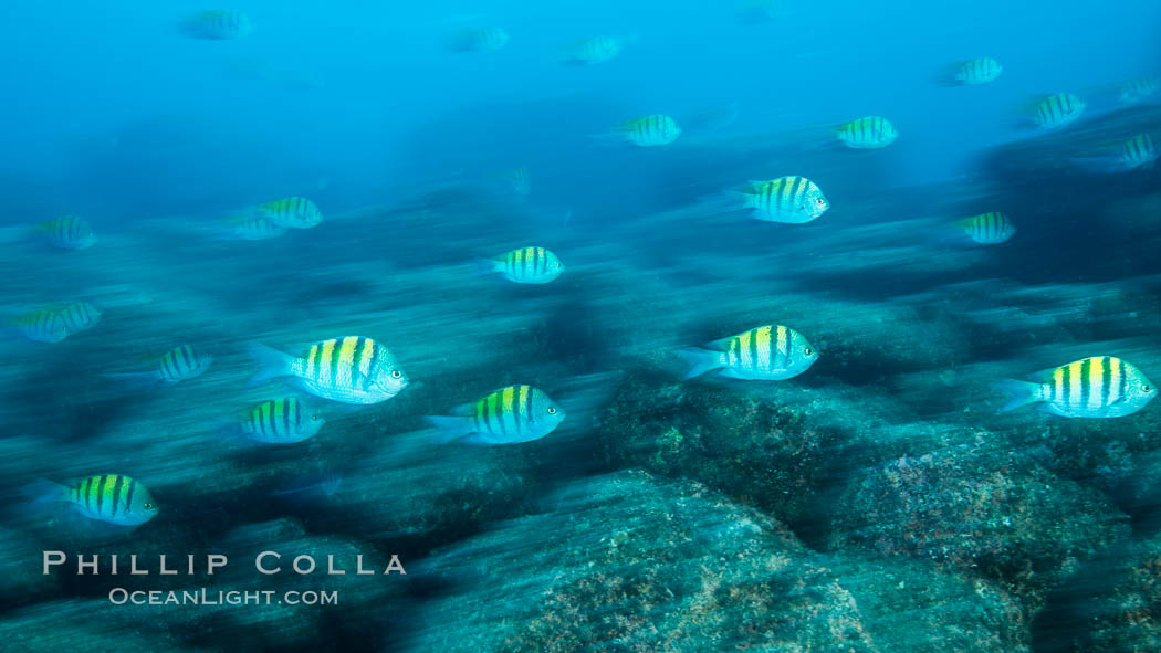 Sargeant majors swimming over rocky reef, sunset, Sea of Cortez, Baja California, Mexico, natural history stock photograph, photo id 31284