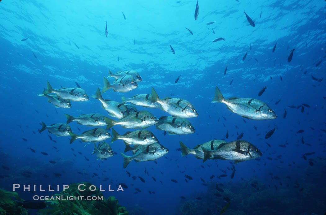 Sargo. San Benito Islands (Islas San Benito), Baja California, Mexico, Anisotremus davidsonii, natural history stock photograph, photo id 03430