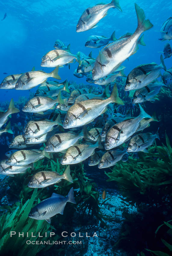 Sargo, Islas San Benito. San Benito Islands (Islas San Benito), Baja California, Mexico, Anisotremus davidsonii, natural history stock photograph, photo id 02339