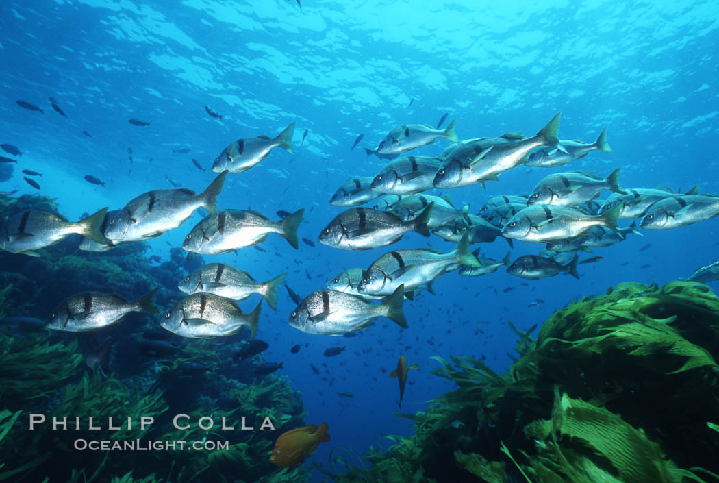 Sargo, Islas San Benito. San Benito Islands (Islas San Benito), Baja California, Mexico, Anisotremus davidsonii, natural history stock photograph, photo id 05277