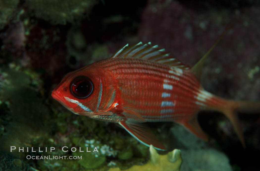 Squirrelfish. Roatan, Honduras, Sargocentron, natural history stock photograph, photo id 07087