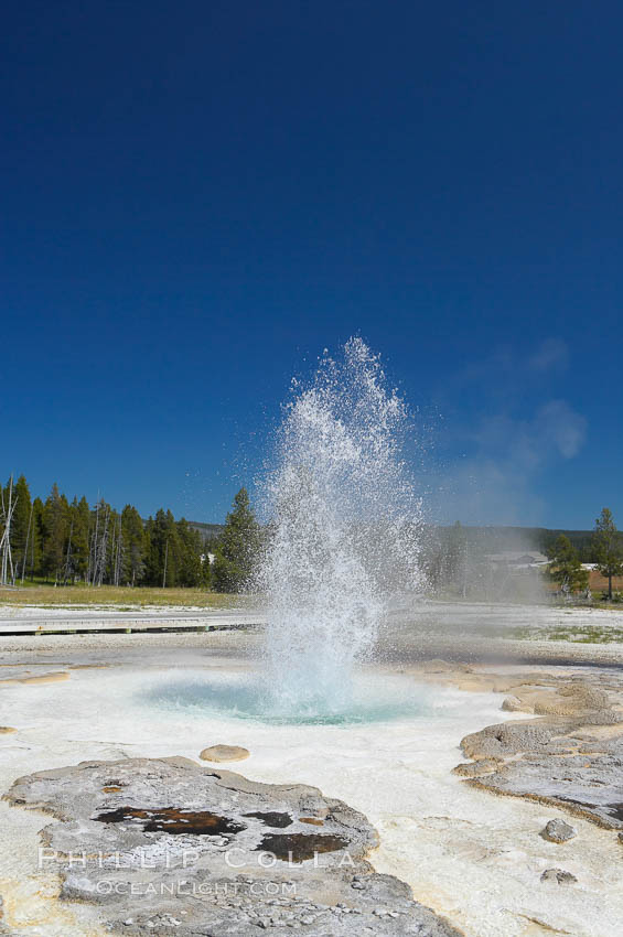 Sawmill Geyser erupting.  Sawmill Geyser is a fountain-type geyser and, in some circumstances, can be erupting about one-third of the time up to heights of 35 feet.  Upper Geyser Basin. Yellowstone National Park, Wyoming, USA, natural history stock photograph, photo id 13392