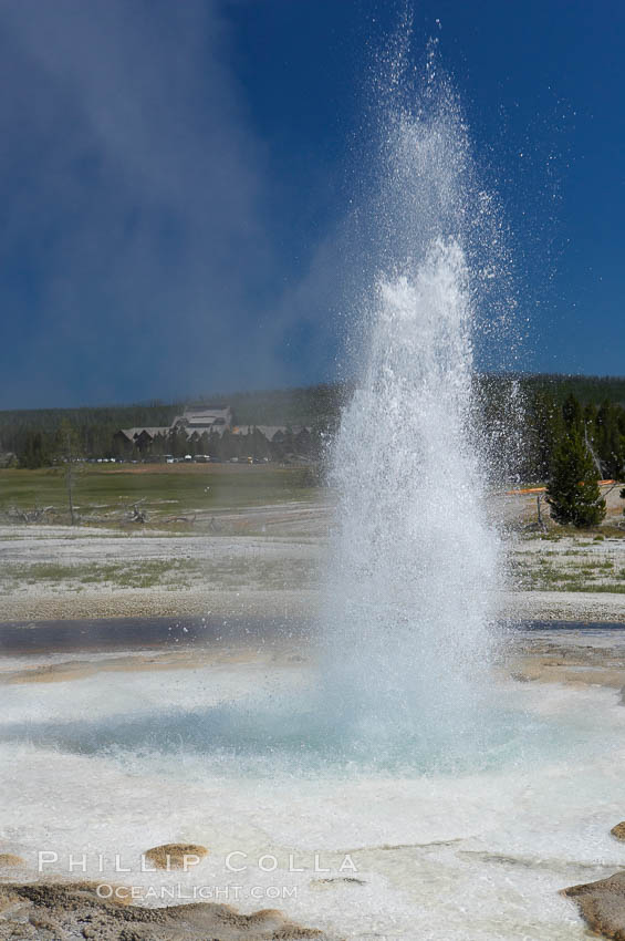 Sawmill Geyser erupting.  Sawmill Geyser is a fountain-type geyser and, in some circumstances, can be erupting about one-third of the time up to heights of 35 feet.  Upper Geyser Basin. Yellowstone National Park, Wyoming, USA, natural history stock photograph, photo id 13387