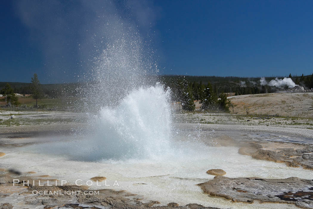Sawmill Geyser erupting.  Sawmill Geyser is a fountain-type geyser and, in some circumstances, can be erupting about one-third of the time up to heights of 35 feet.  Upper Geyser Basin. Yellowstone National Park, Wyoming, USA, natural history stock photograph, photo id 13389