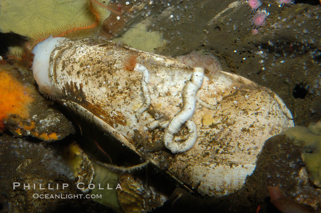 Scale-sided piddock., Parapholas californica, natural history stock photograph, photo id 08944