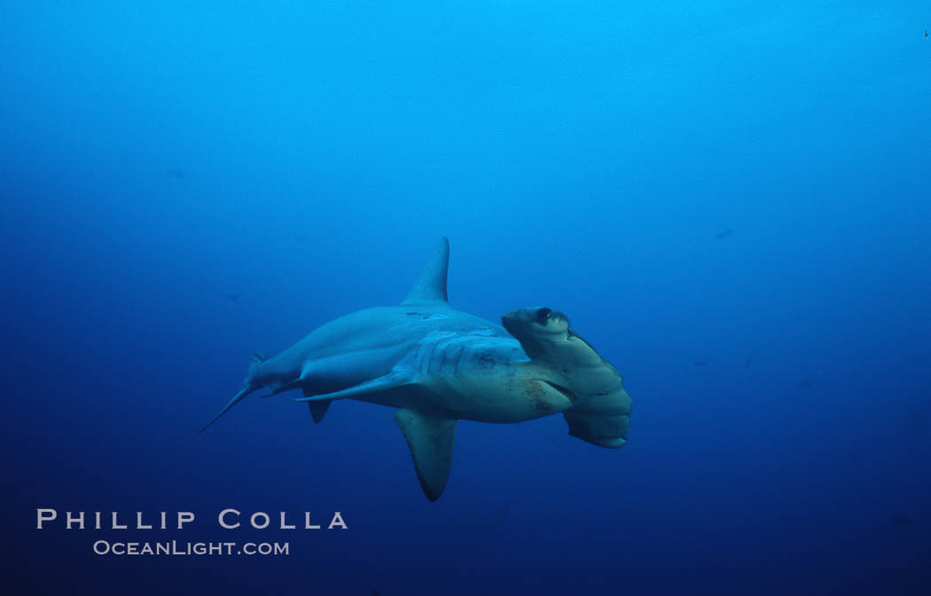 Scalloped hammerhead shark. Cocos Island, Costa Rica, Sphyrna lewini, natural history stock photograph, photo id 03194