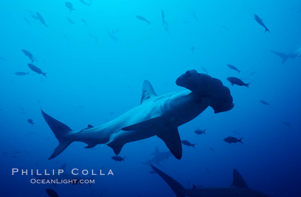 Scalloped hammerhead shark. Cocos Island, Costa Rica, Sphyrna lewini, natural history stock photograph, photo id 03198