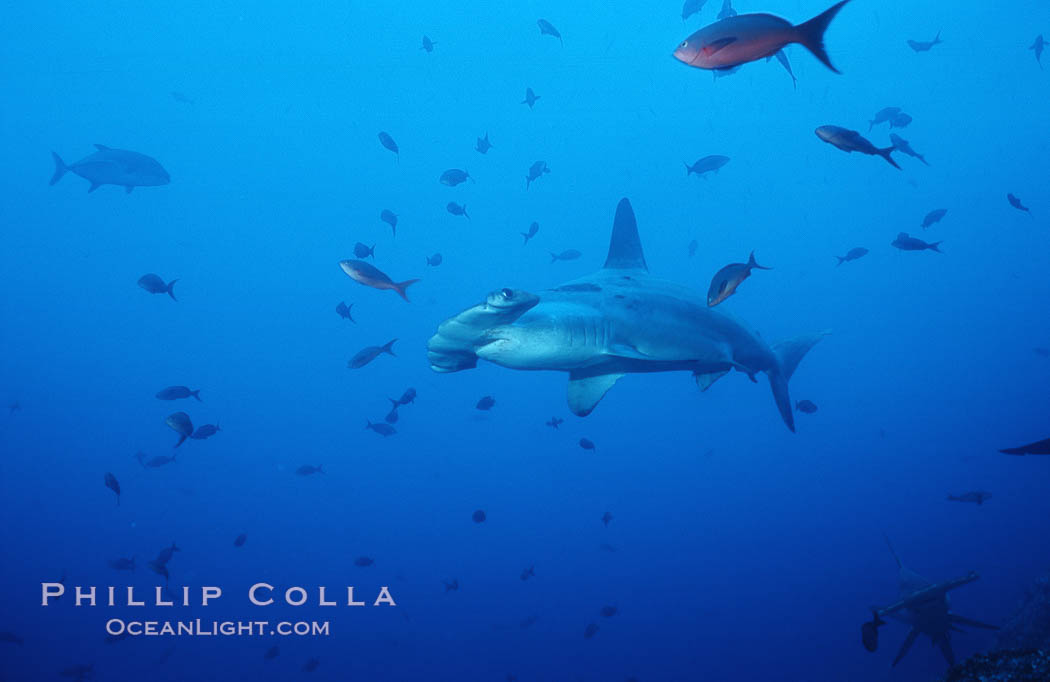 Scalloped hammerhead shark. Cocos Island, Costa Rica, Sphyrna lewini, natural history stock photograph, photo id 03202