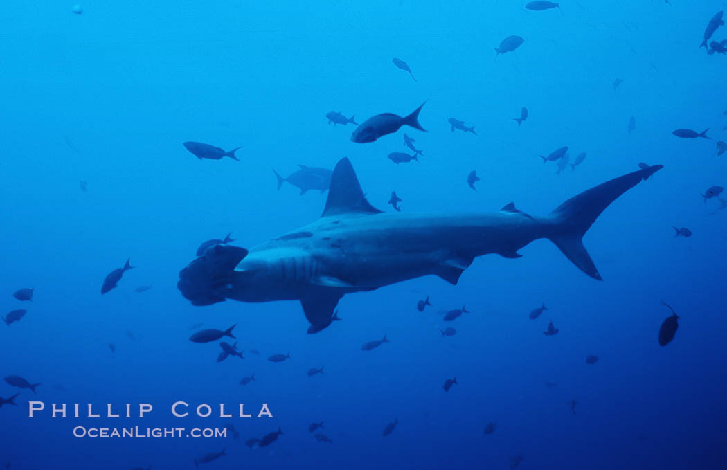 Scalloped hammerhead shark. Cocos Island, Costa Rica, Sphyrna lewini, natural history stock photograph, photo id 03214