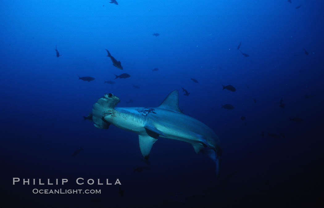 Scalloped hammerhead shark. Cocos Island, Costa Rica, Sphyrna lewini, natural history stock photograph, photo id 03200